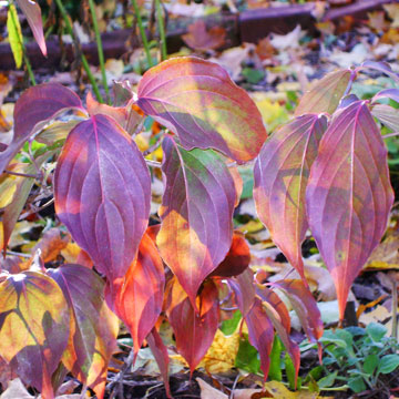 12 есенни дървета и храсти за ярък цвят в градината