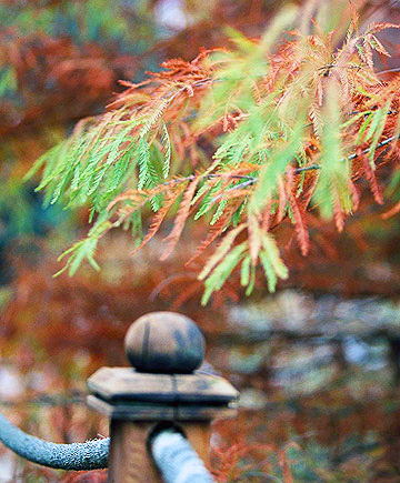 12 есенни дървета и храсти за ярък цвят в градината
