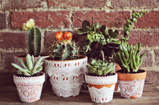 Декорирайте дома си със сукулентни растения