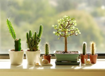Декорирайте дома си със сукулентни растения