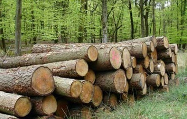 Държавата ще продава половината дървесина през стоковите борси