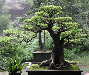 bonsai