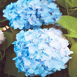 Най-красивите цветя в синьо