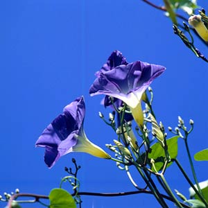 Най-красивите цветя  в синьо