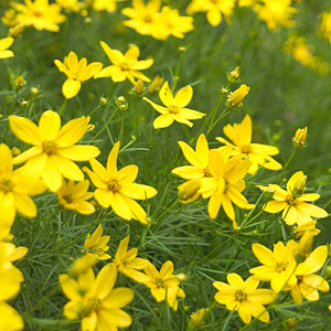 Най-красивите цветя в  жълто