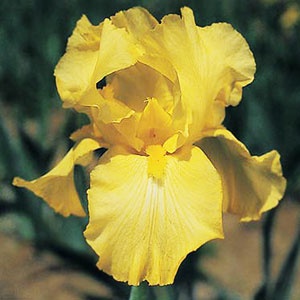 Цветна градина: Най-красивите цветя в жълто