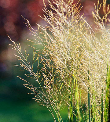 Най-добрите декоративни треви за Вашата градина