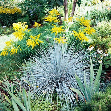 Най-добрите декоративни треви за Вашата градина