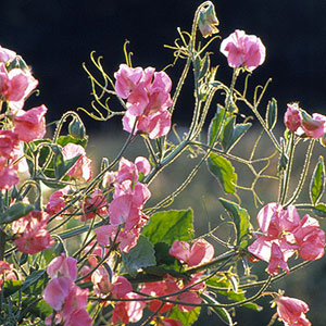 Най-ароматните цветя за Вашата градина