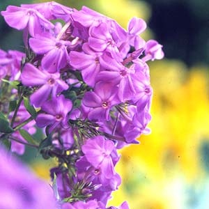Най-ароматните цветя за Вашата градина