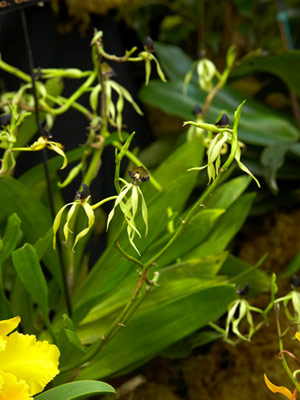 10 лесни за отглеждане орхидеи