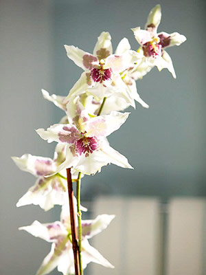 10 лесни за отглеждане орхидеи