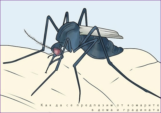 Как да се предпазим от комарите в дома и градината
